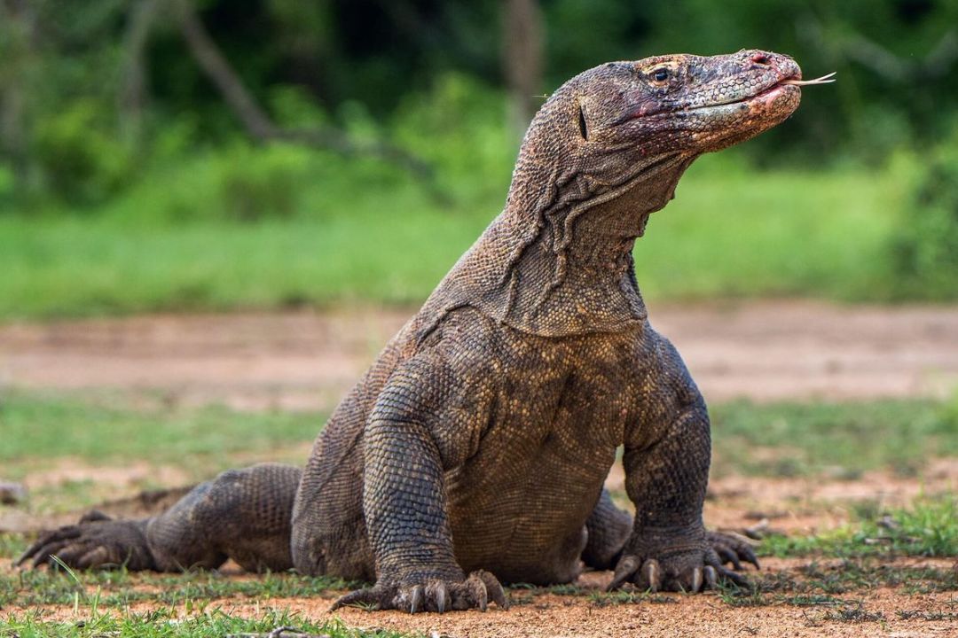 Komodo dragon