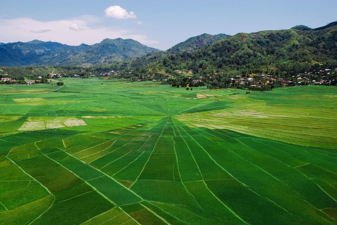 Spider Web Rice Fields
