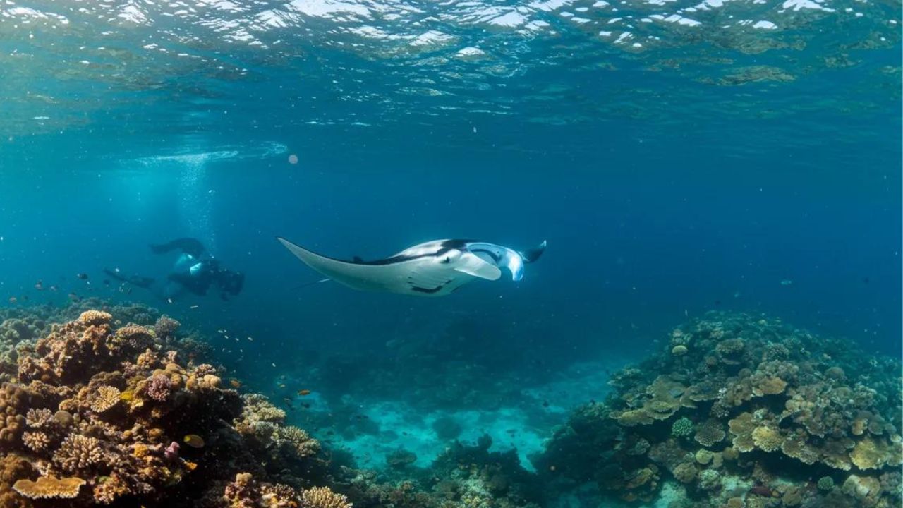 Manta Point