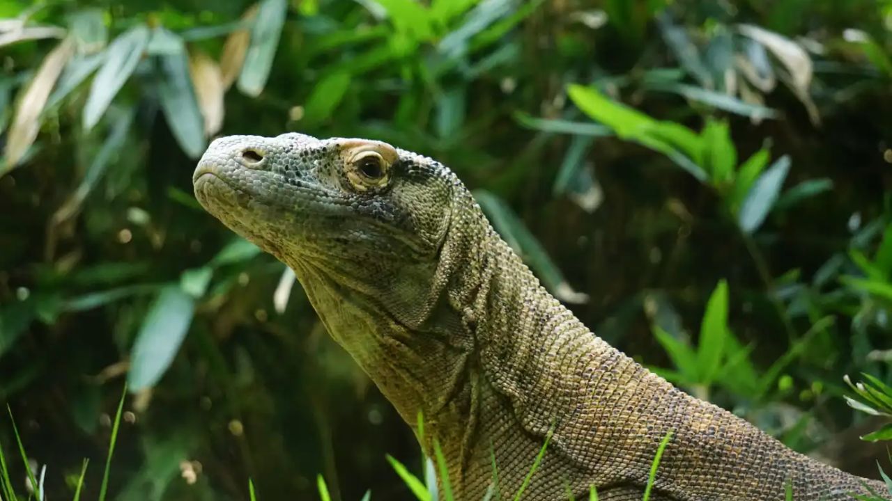Komodo