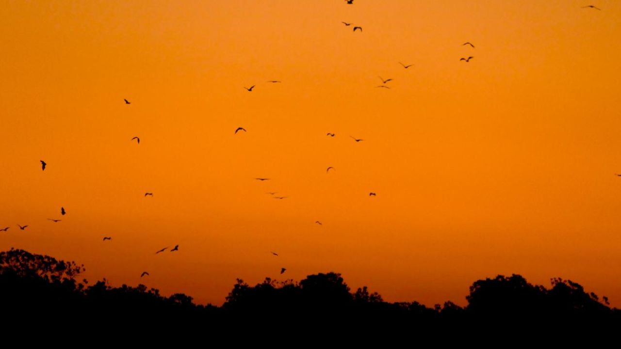 Sunset Trip to Kalong Island